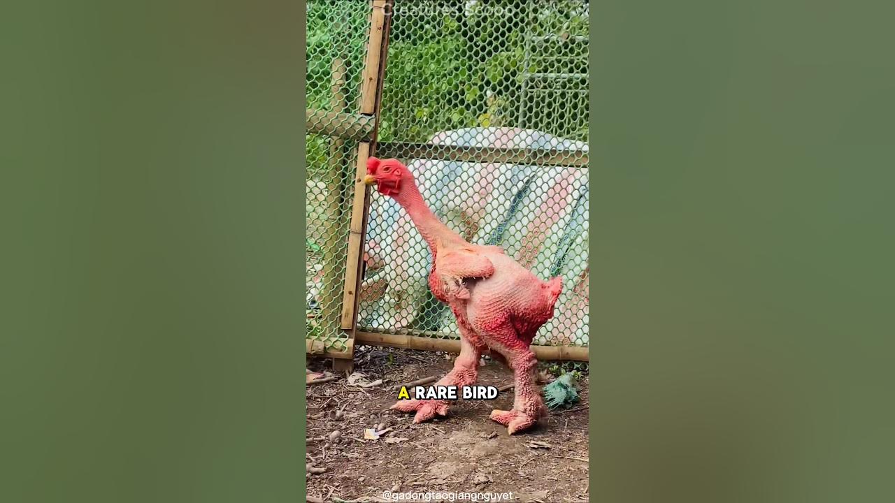 Dragon Chicken Unveiled: The Indo-Chinese Favorite from Famous Restaurants